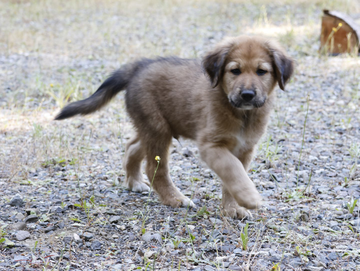 chinook dog
